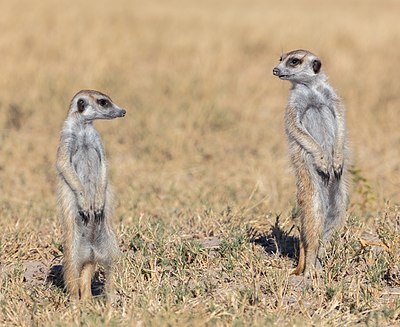 'n Paartjie graatjiemeerkatte (Suricata suricatta) hou die omgewing dop, Makgadikgadipanne- Nasionale Park, Botswana.