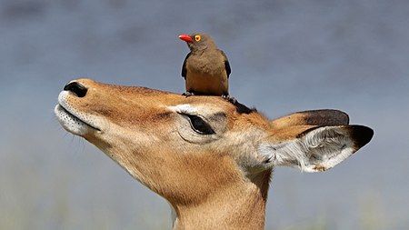 Red-billed oxpecker (Buphagus erythrorhynchus) on impala (Aepyceros melampus).jpg