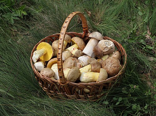 Edible fungi in basket 2012 G1.jpg