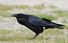Corvus corax ad berlin 090516.jpg