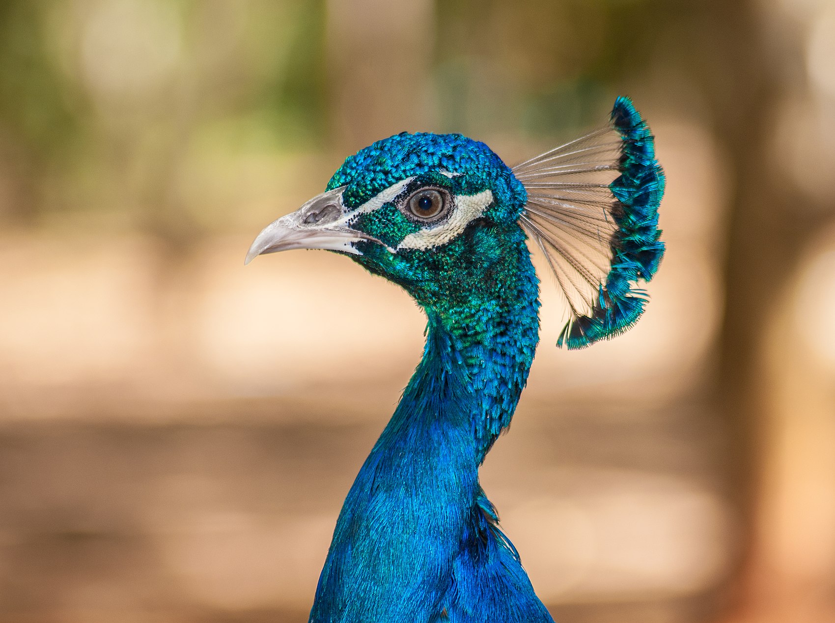 Pavo Real Venezolano.jpg