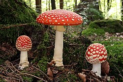 Fliegenpilz fly agaric Amanita muscaria.JPG
