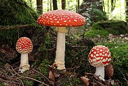 Fliegenpilz fly agaric Amanita muscaria.JPG