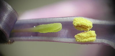 Syringa vulgaris 1c beentree.jpg