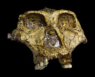 Crâno de Paranthropus robustus. (veré dèfinicion 3 195 × 2 592*)