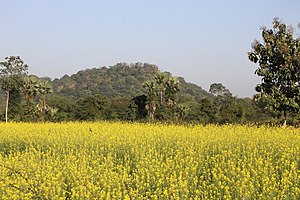 ସୋରିଷ ବଣ, ବଡକେରା, ଅନୁଗୋଳ