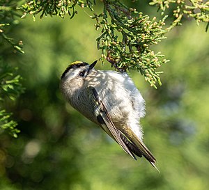 Golden-crowned kinglet at JBWR (11835).jpg