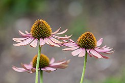 Echinacea purpurea, Jardín Botánico, Múnich, Alemania, 2013-09-08, DD 01.jpg