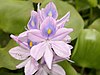 Common Water hyacinth.jpg