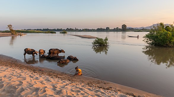 Margem do rio Mecom ao pôr do sol na ilha de Don Puay, Si Phan Don, Laos. É um rio transfronteiriço no leste e sudeste da Ásia. É o décimo segundo rio mais longo do mundo e o terceiro mais longo da Ásia. Seu comprimento estimado é de 4 909 km, e drena uma área de 795 000 km², descarregando 475 km³ de água anualmente. Do planalto tibetano, o rio atravessa a China, Myanmar, Laos, Tailândia, Camboja e Vietnã. As variações sazonais extremas no fluxo e a presença de corredeiras e cachoeiras no Mecom dificultam a navegação. Mesmo assim, o rio é uma importante rota comercial entre o oeste da China e o sudeste da Ásia. (definição 6 402 × 3 601)